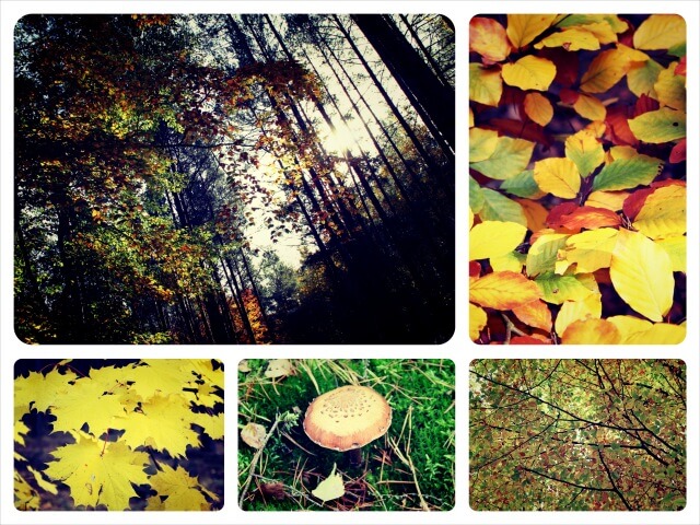 Herbst_2.0_Collage_2