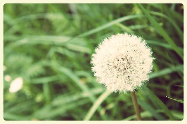 Pusteblume