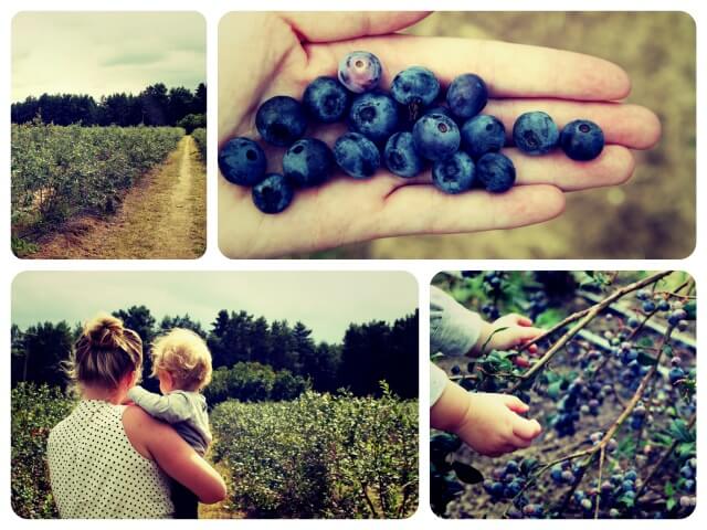 Blaubeeren_1_Collage