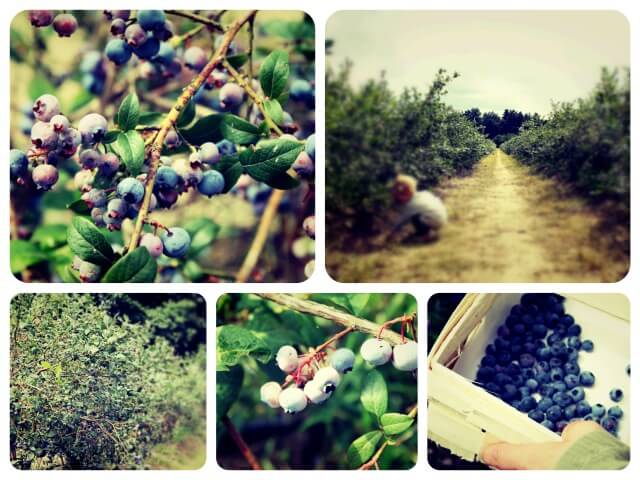 Blaubeeren_2_Collage