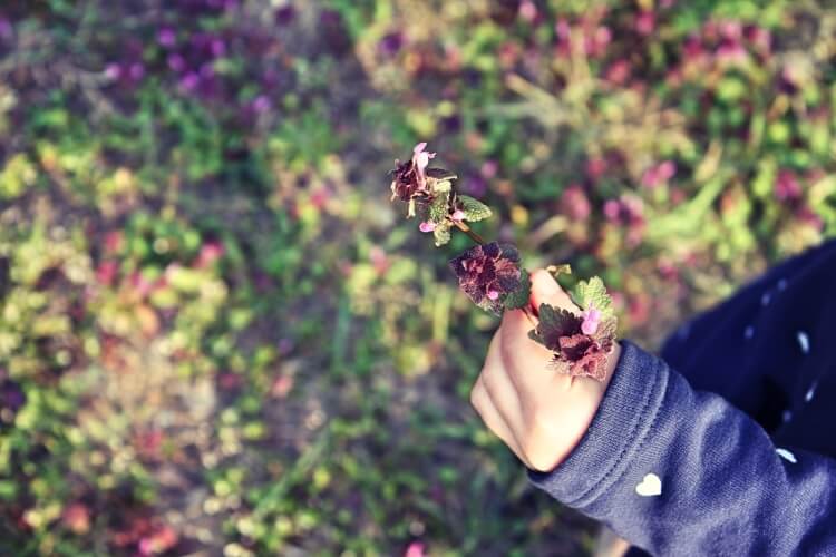 Ein-Bild-sagt-mehr-Blumen