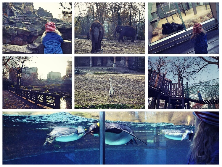 zoo_collage
